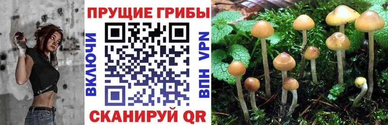 Псилоцибиновые грибы мицелий Альметьевск
